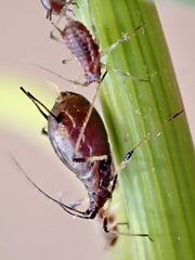 Macrosiphum