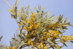 Acacia georginae