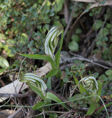 Pterostylis robusta