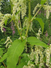Koenigia alaskana