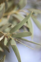 Acacia georginae