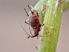 Macrosiphum