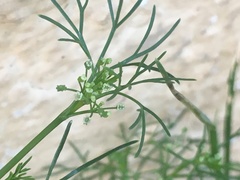 Cyclospermum