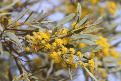Acacia georginae