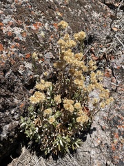 Pseudognaphalium canescens
