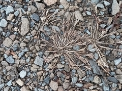 Sclerochloa dura