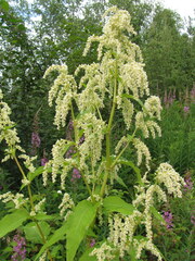 Koenigia alaskana