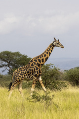 Giraffa camelopardalis rothschildi