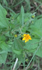 Simsia amplexicaulis