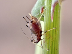 Macrosiphum