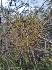 Hakea decurrens