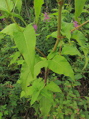 Koenigia alaskana