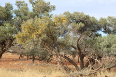 Acacia georginae