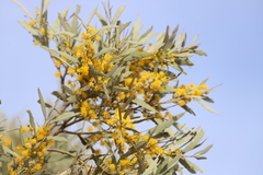 Acacia georginae