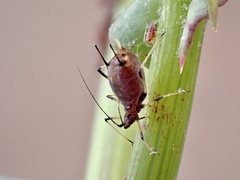 Macrosiphum
