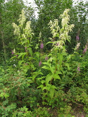 Koenigia alaskana