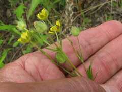 Potentilla bimundorum
