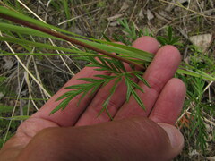 Potentilla bimundorum