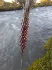 Hordeum brevisubulatum