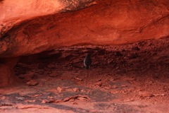 Salpinctes obsoletus