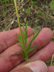 Potentilla bimundorum
