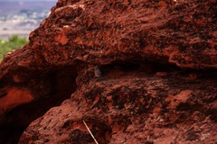 Salpinctes obsoletus