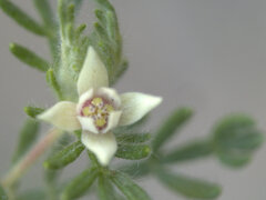 Boronia lanuginosa
