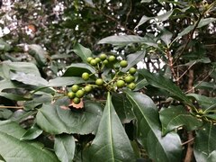 Pavetta australiensis