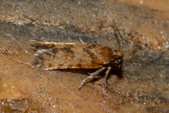 Eurythecta zelaea