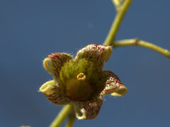 Brachychiton diversifolius