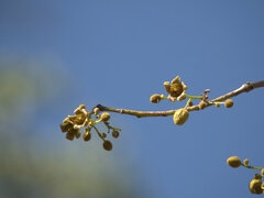 Brachychiton diversifolius