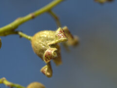 Brachychiton diversifolius