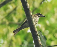 Myiodynastes maculatus