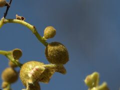 Brachychiton diversifolius