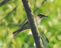 Myiodynastes maculatus