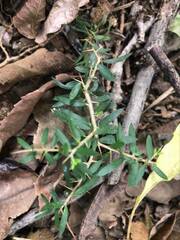 Pittosporum viscidum