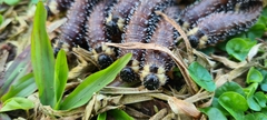 Perga dorsalis