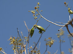 Brachychiton diversifolius