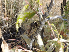 Proctacanthus milbertii