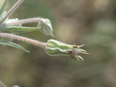 Trichodesma zeylanicum