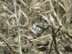 Trichodesma zeylanicum