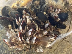 Pollicipes polymerus