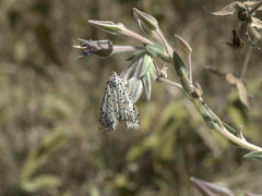 Trichodesma zeylanicum