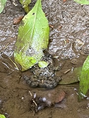 Bombina variegata