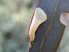 Creiis corniculatus