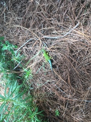 Sceloporus formosus