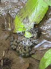Bombina variegata