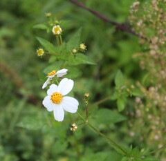 Bidens odorata