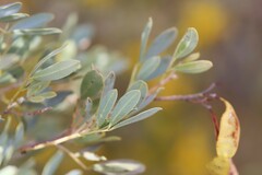 Senna artemisioides alicia