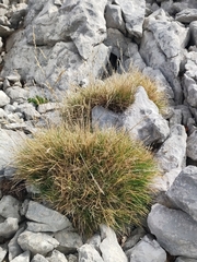 Festuca scoparia
